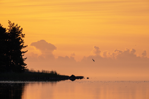 The bird in the orange morning sky, Finland