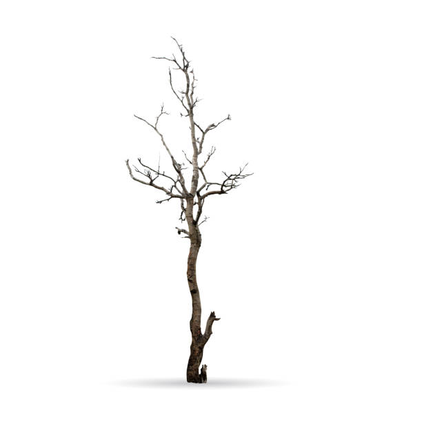istock Tree isolated on the white background,for graphic decoration. 1330207356