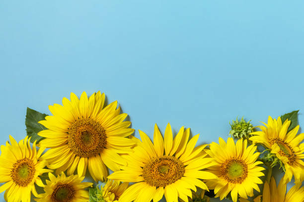 istock Summertime or autumn concept. Sunflowers with copy space on pastel blue background. Top view flat lay. 1330208154