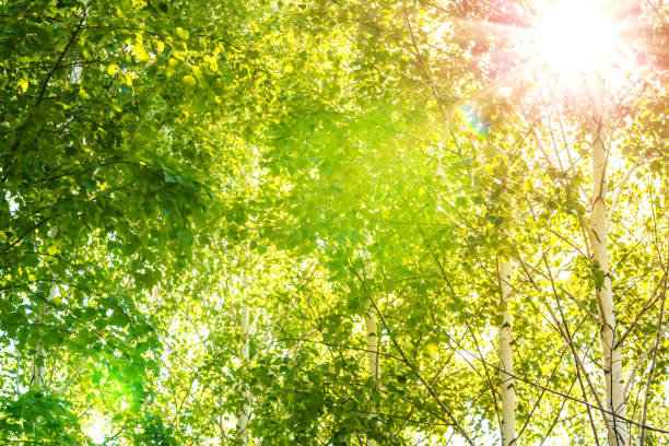 Spring Birch Forest - Sun Shining Between Trees