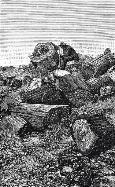 istock The petrified trees of Arizona, Chalcedony Park 1330208906