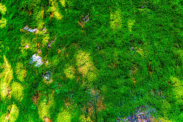 istock Decorative green moss used for interior design as creative background, decoration of modern living and office spaces, natural texture of reindeer moss. Wall with lichen Cladonia rangiferina 1330210966