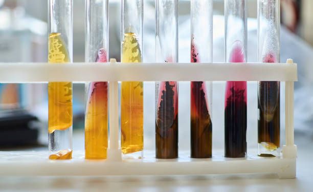 Test tube in holder with Kligler agar medium suspected to salmonella and e coli stock photo