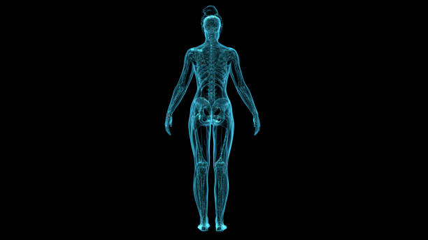 istock Visualized 3D models of the female human body, as well as the human skeleton in X-rays using modern digital X-ray equipment. View from the back 1330215424