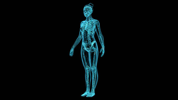 istock Visualized 3D models of the female human body, as well as the human skeleton in X-rays using modern digital X-ray equipment. 1330215457