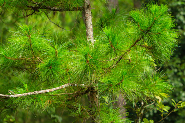istock Pine trees with needles in the pine forest, Vietnam 1330218138