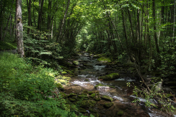 istock Creek in the woods 1330218653