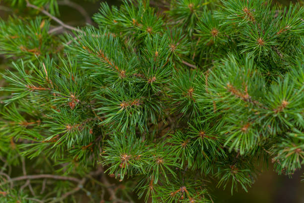 istock Pine branch in the forest of the Curonian Spit 1330219728