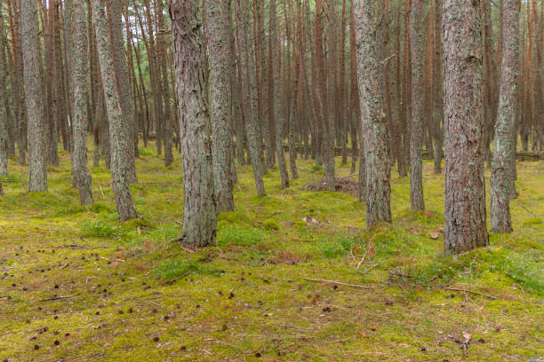 istock Pine trees in the forest on the Curonian Spit 1330219925
