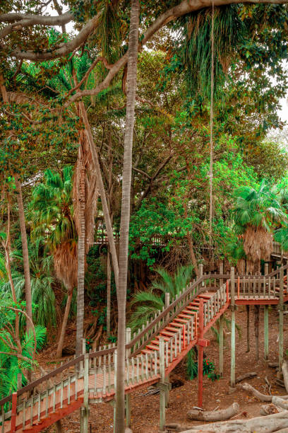 istock Tropical landscape with fig trees with huge roots in Balboa Park, san Diego 1330220109