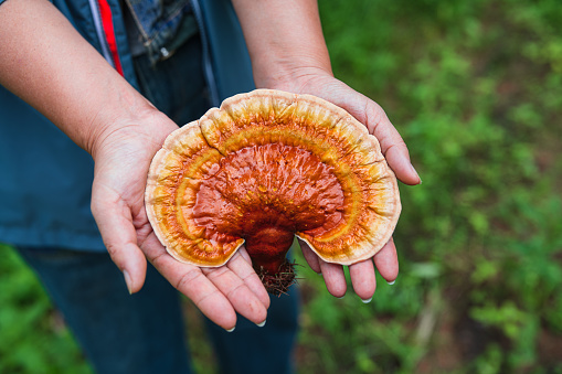 A man holds a large mushroom in his hand on a background of green periwinkle. A white lump in a person's hand. A forest find while searching for mushrooms.