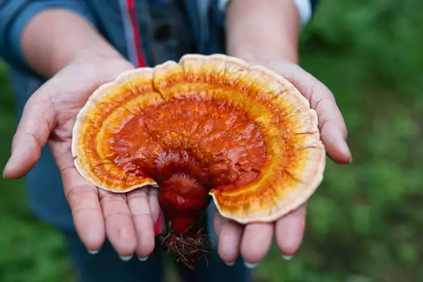 Photo of Fresh picked medicinal Ganoderma lucidum