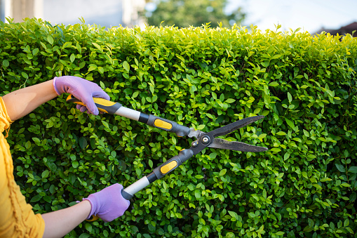 Close up shot of unrecognisable female gardener trimming hedge in garden