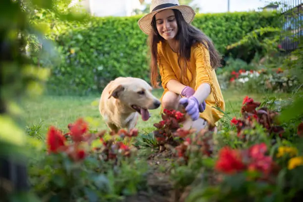 Photo of Smiling woman gardening and having fun with her dog