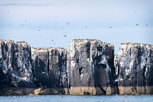 View of Guillemots nesting on The Farne Islands, Northumberland, England