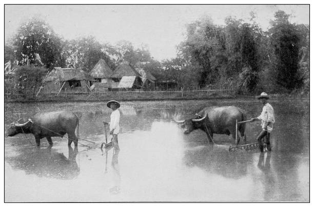 Antique black and white photograph of people from islands in the Caribbean and in the Pacific Ocean; Cuba, Hawaii, Philippines and others: Harrowing a flooded rice field, Philippines