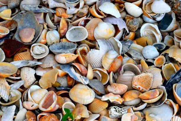 Shells collected by the ocean surf beach.