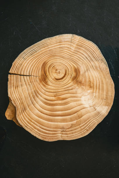 Cross section of tree trunk on black table stock photo