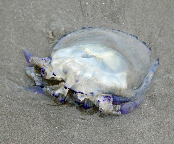 istock beached jellyfish with tentacles that can cause stinging reactions to those who touch it 1330226940