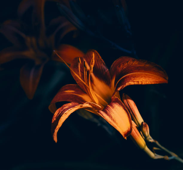 Close up shot of an orange and yellow Lilly with a faded dark blue baby background