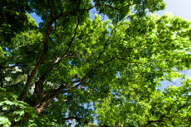 istock foliage of the trees is illuminated by bright sunlight 1330227756