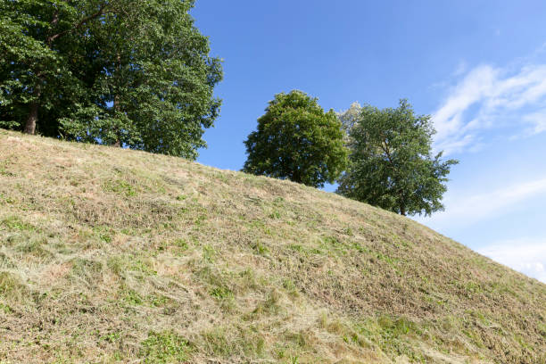 istock trees growing on a hill with green foliage 1330227762