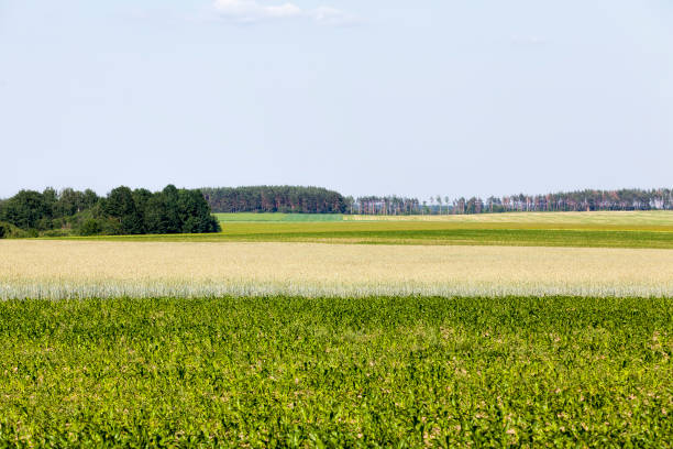 istock an agricultural field where wheat is grown 1330227808