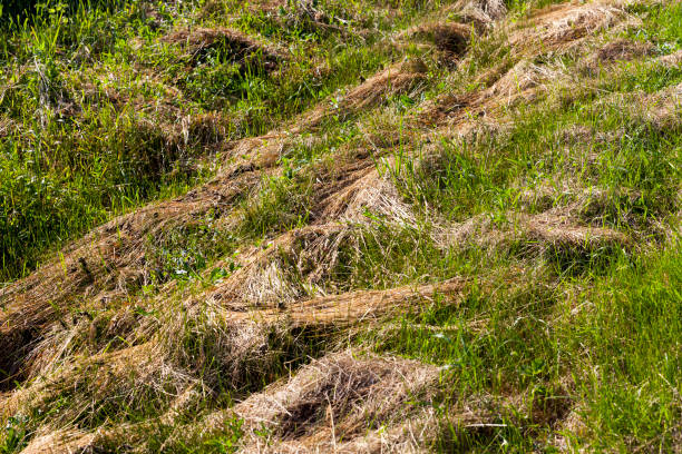 istock mown and dried grass for animal feed 1330227836
