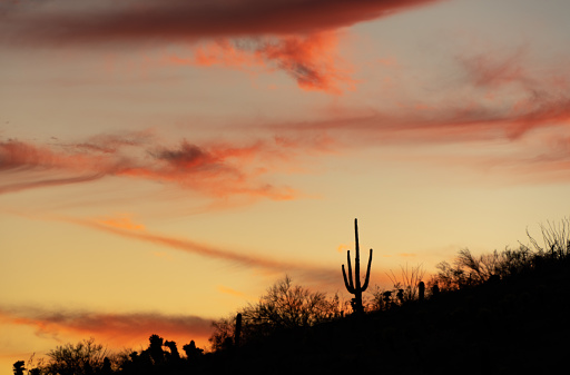 Another colorful sunset in Scottsdale, AZ. A saguaro cactus and the ridge he's sat upon for probably 100 years.