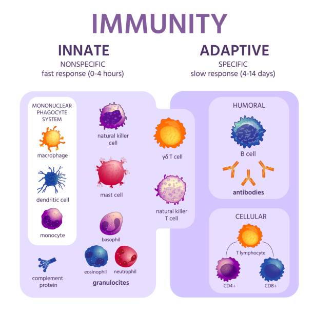 angeborenes und adaptives immunsystem. immunologie infografik mit zelltypen. immunitätsreaktion, antikörperaktivierung, lymphozyten-vektorschema - immune defence stock-grafiken, -clipart, -cartoons und -symbole
