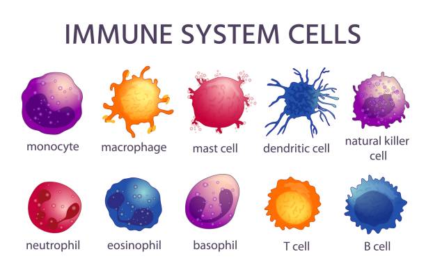 ilustraciones, imágenes clip art, dibujos animados e iconos de stock de tipos de células del sistema inmunitario. macrófagos de dibujos animados, dendríticos, monocitos, mástil, células b y t. inmunidad adaptativa e innata, conjunto de vectores linfociados - célula