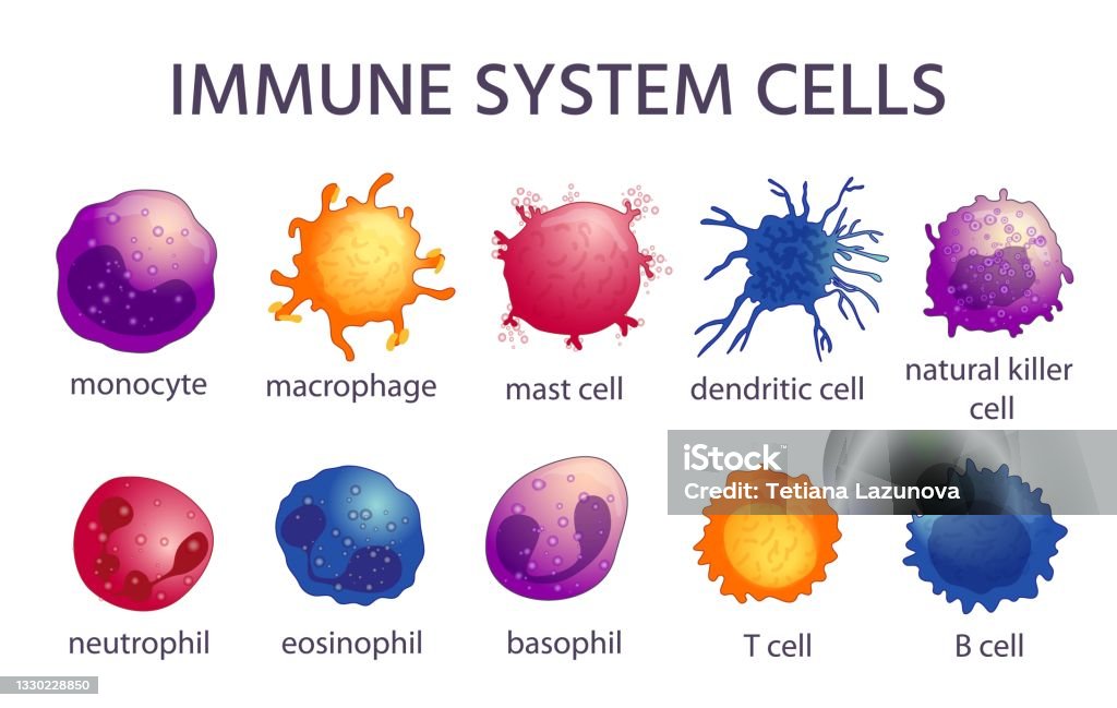 Monocyte Draw Monocytes And Macrophages