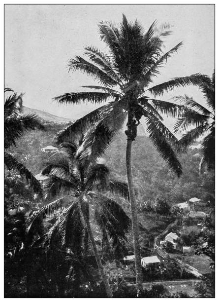 istock Antique black and white photograph: coconut harvester, Onomea bay, Hawaii 1330229230