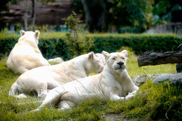 White Lion lying down on grass Female White Lion lying down on grass. Very shallow focus point at lion face white lion in the zoo stock pictures, royalty-free photos & images