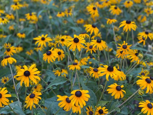 istock Black eyed Susan’s 1330235647