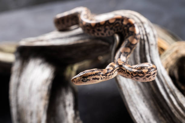 istock Large bullsnake curled up around a tree branch 1330236813