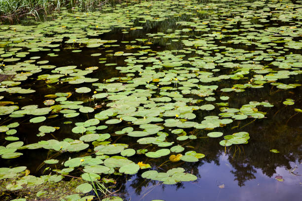 istock lake with growing water lilies 1330237044