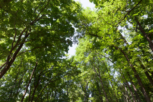 istock trees covered with green foliage in summer 1330237047