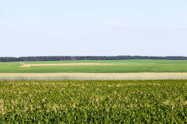 istock an agricultural field where wheat is grown 1330237057