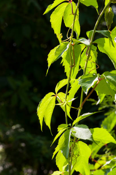 istock climbing shrubs with green foliage 1330237080