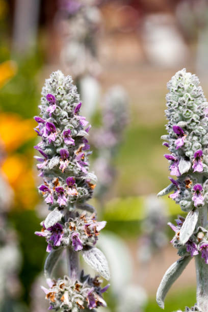 istock purple flowers in the summer 1330237143