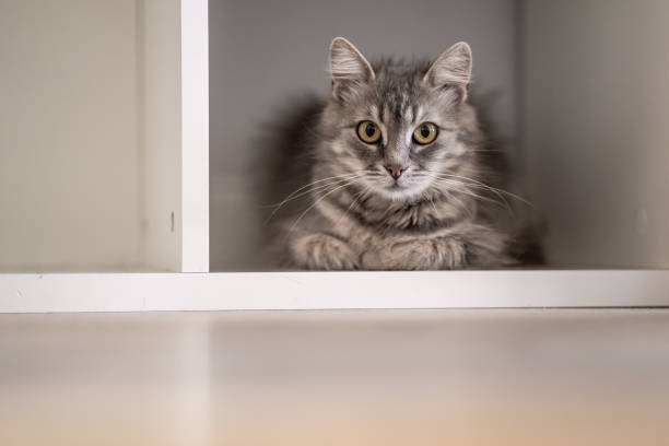 istock Gray cat hiding in a cupboard at home 1330237955