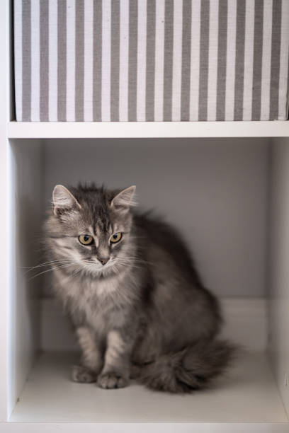 Gray cat hiding in a cupboard at home