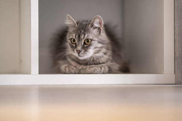 istock Gray cat hiding in a cupboard at home 1330237959