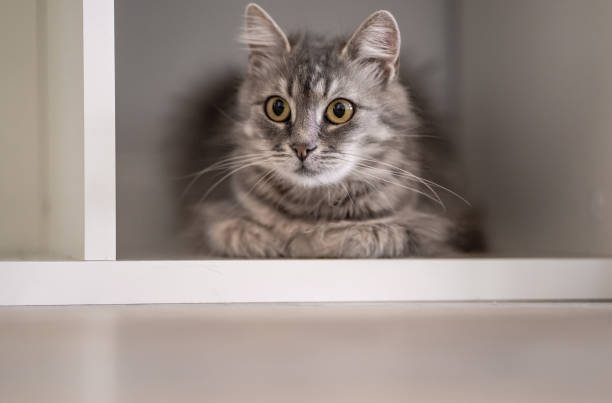 istock Gray cat hiding in a cupboard at home 1330237965