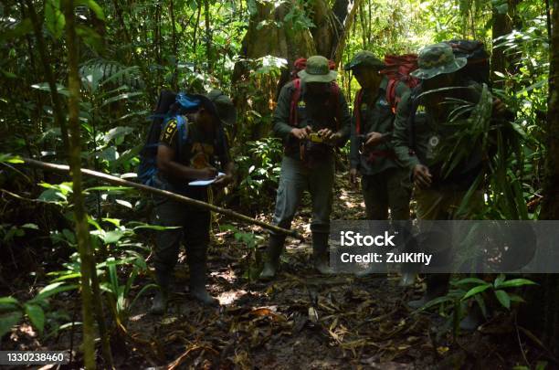 Trapping Orogram Animal Trapping Operation Stock Photo - Download Image Now - Color ...