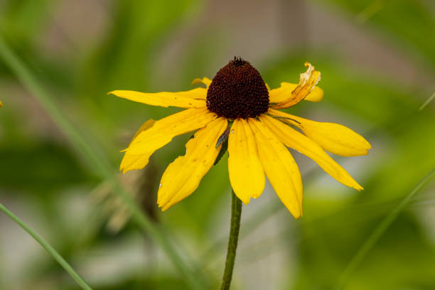istock Black-eyed Susan A1R_8156 1330239097