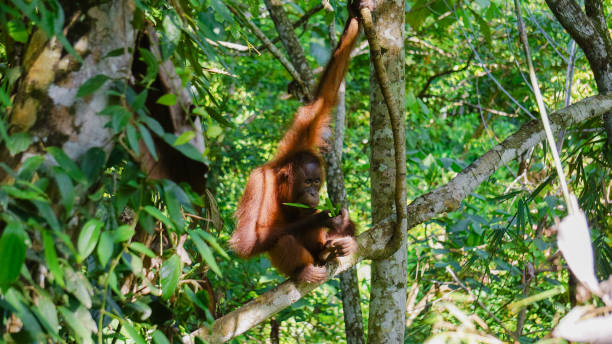 istock Orangutans or Pongo Pygmaeus seen at rainforest discovery centre, Sepilok Borneo 1330239236