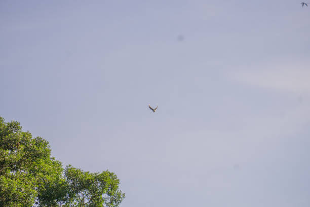 istock Brahminy kite flying high blue sky 1330239322