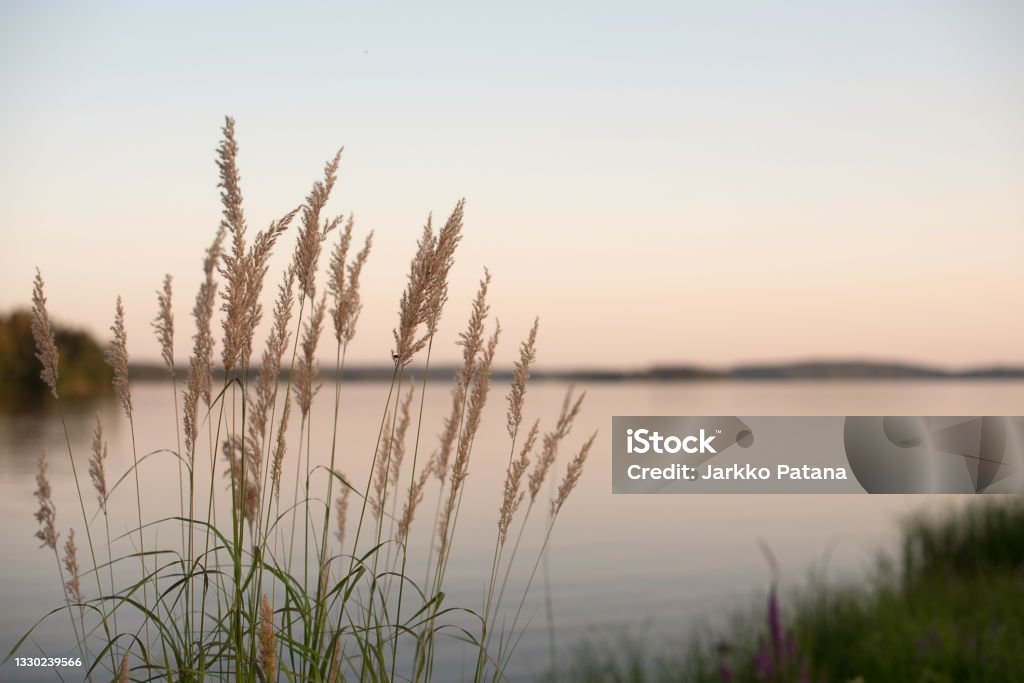Weeds on a lake shore Weeds on lake at time of sun set Nature Stock Photo